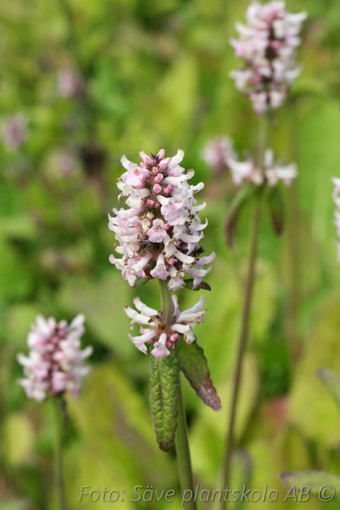 Betonica hirsuta'Rosea'