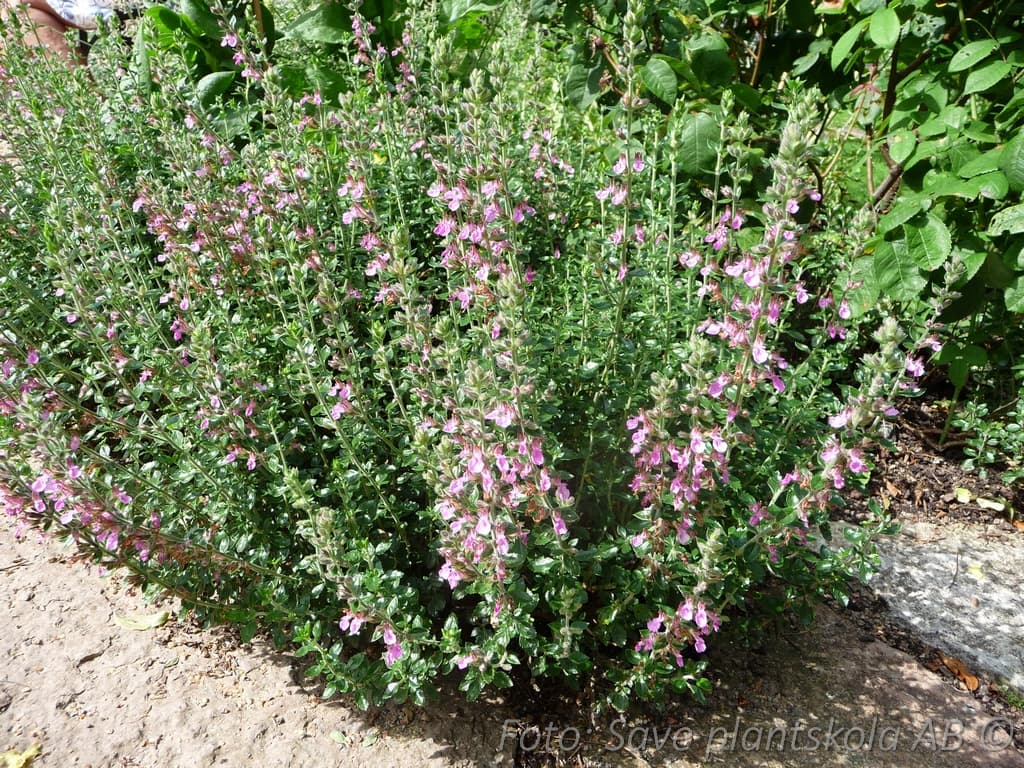 Teucrium lucidrys