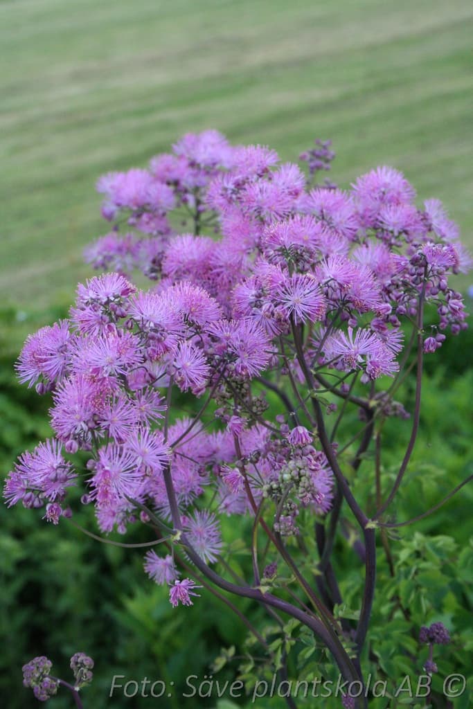 Thalictrum aquilegifolium 'Atropurpureum'