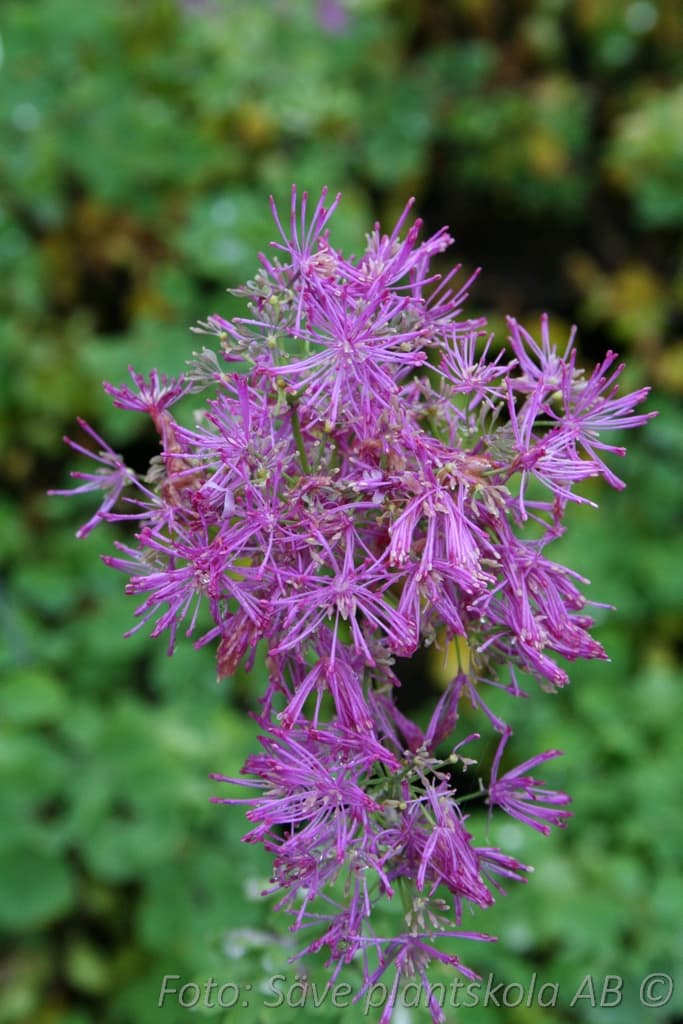 Thalictrum aquilegifolium 'Thundercloud'