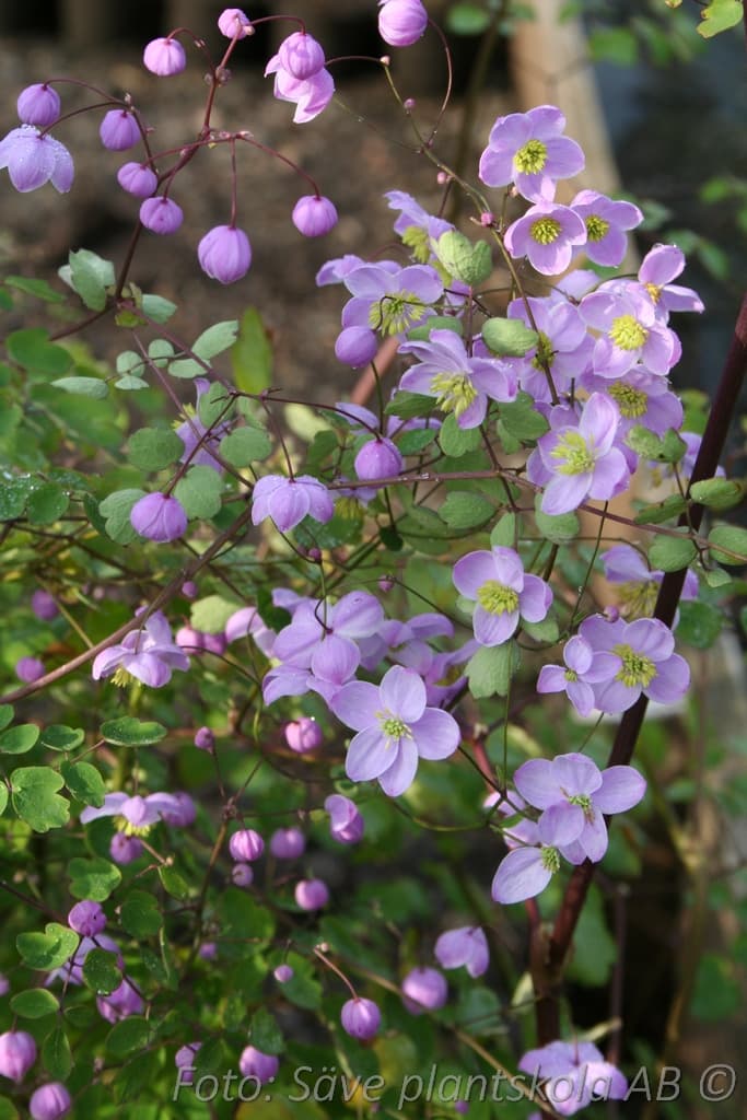 Thalictrum delavayi 'Splendide'