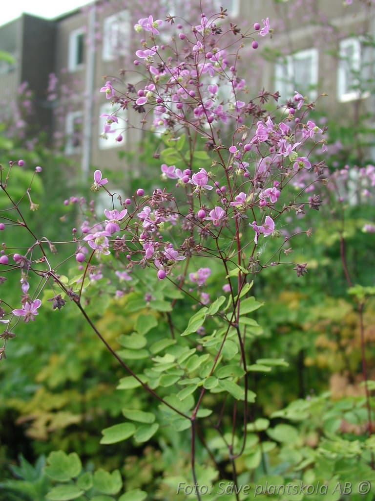 Thalictrum rochebruneanum