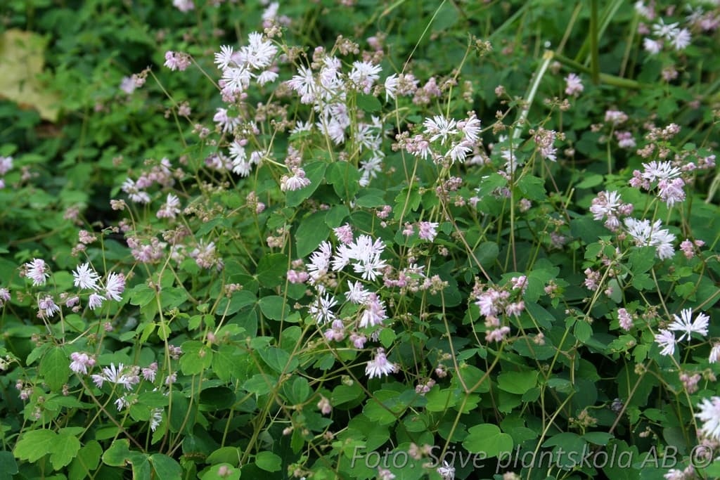 Thalictrum kiusianum