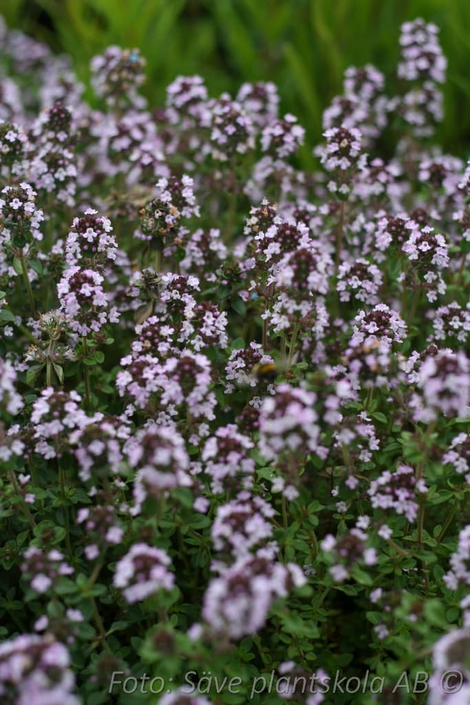 Thymus citriodorus 'Lemon Curd'