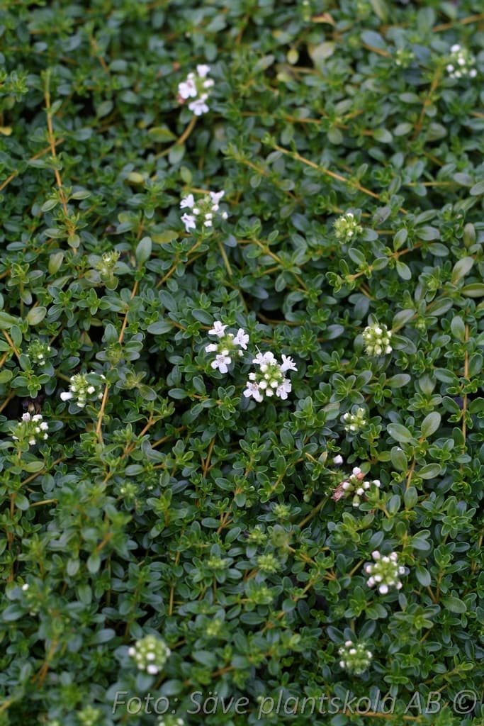 Thymus citriodorus x serpyllum 'Amade'