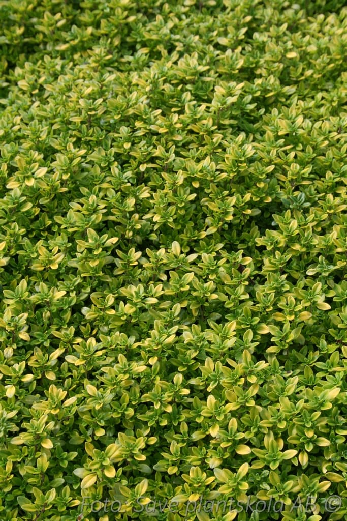 Thymus citriodorus 'E.B.Anderson'