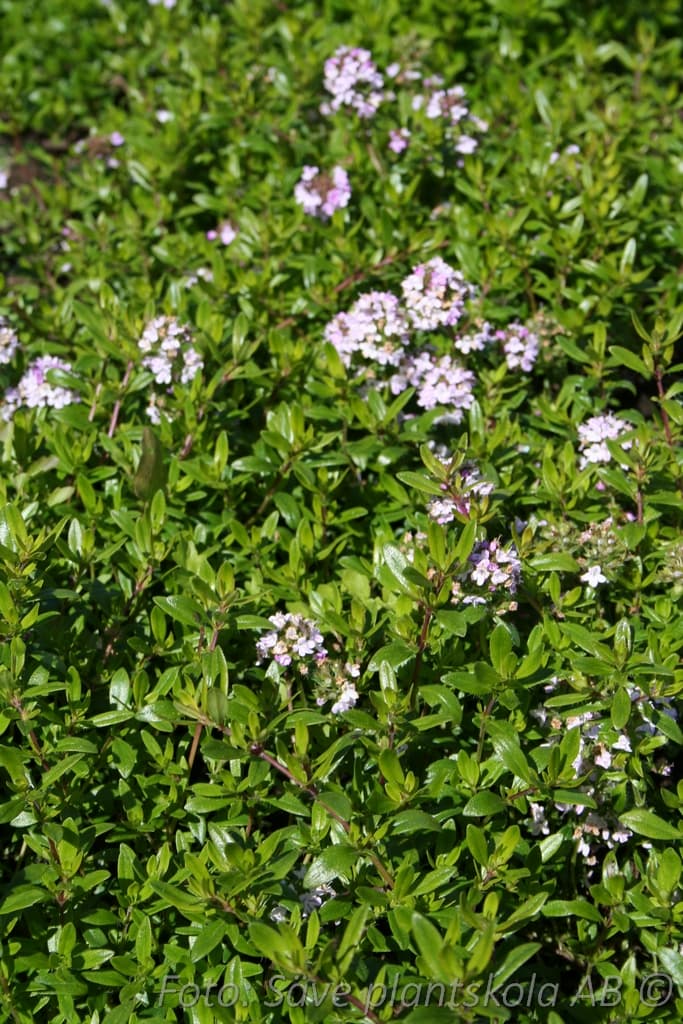 Thymus longicaulis 'Odoratus'