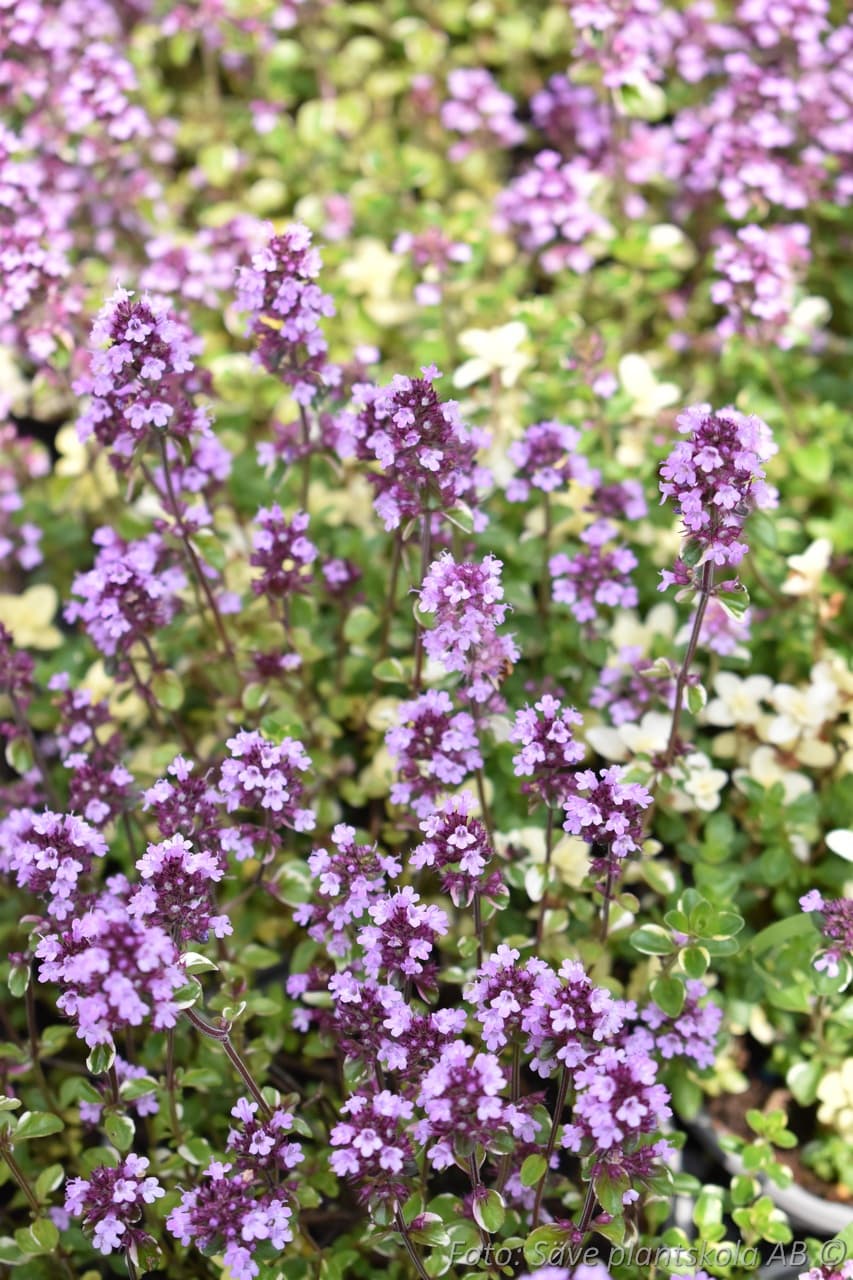 Thymus pulegioides 'Foxley'