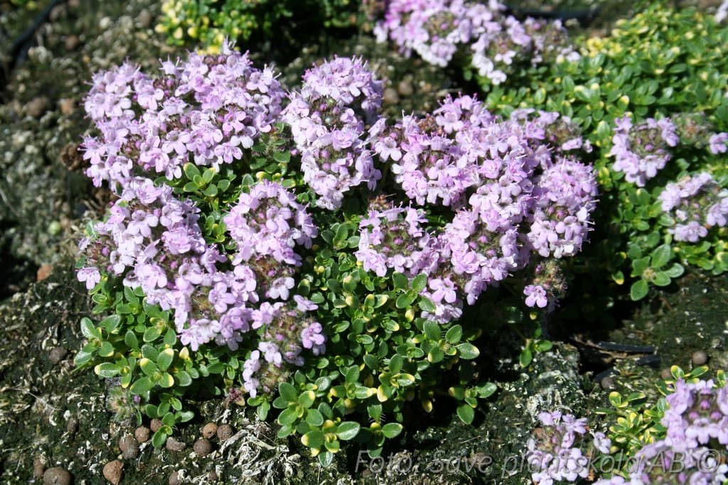 Thymus serpyllum  'Rasta'