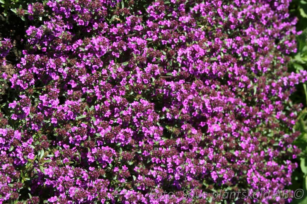 Thymus serpyllum 'Coccineus'