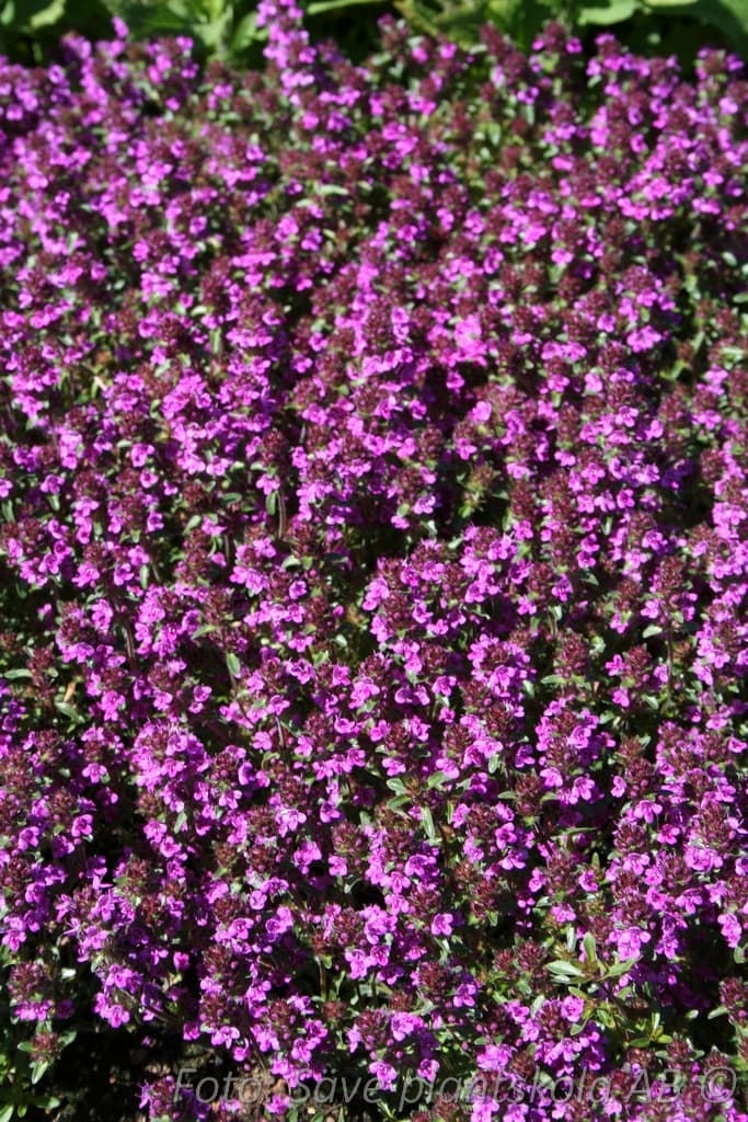 Thymus serpyllum 'Purple Beauty'