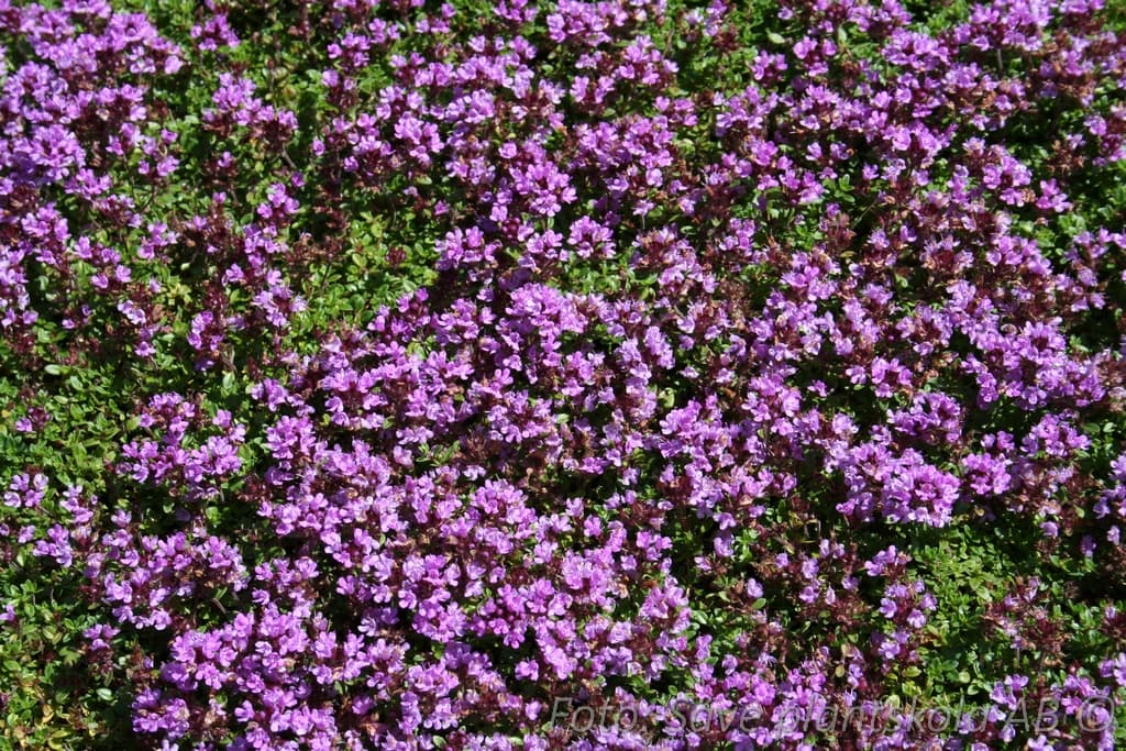 Thymus serpyllum  'Splendens'