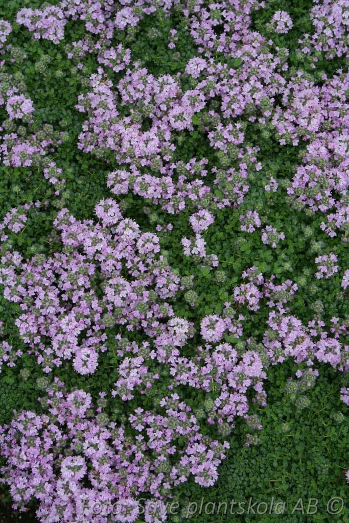 Thymus serpyllum 'Pink Chintz'