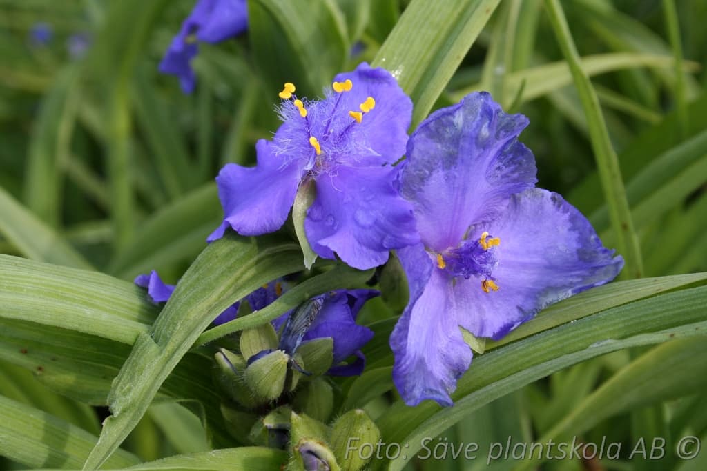 Tradescantia andersoniana 'Blue Stone'
