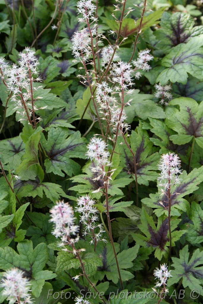 Tiarella 'Sugar and Spice' (PBR)