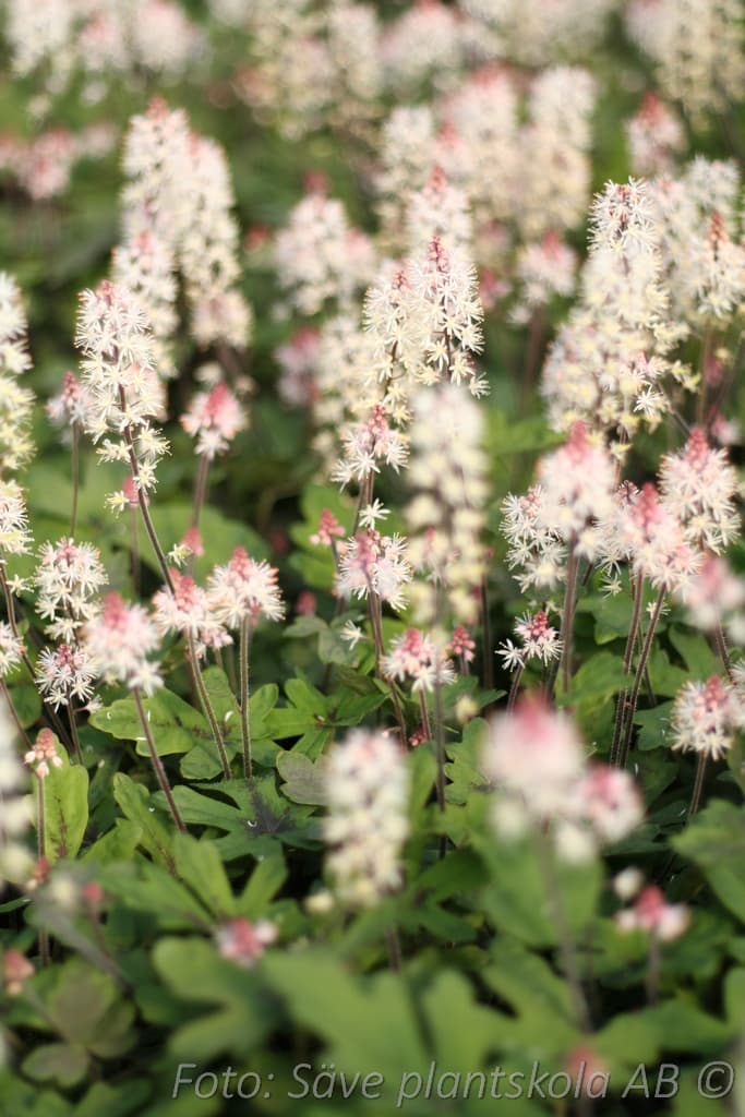 Tiarella 'Spring Symphony' (PBR)