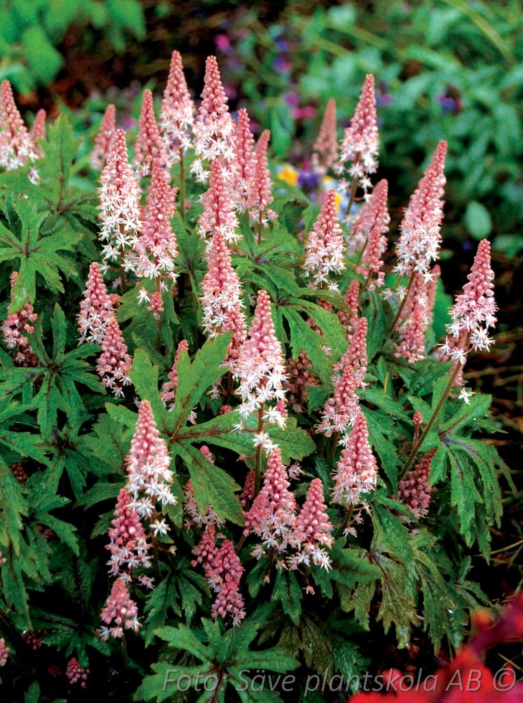 Tiarella 'Pink Skyrocket' (PBR)