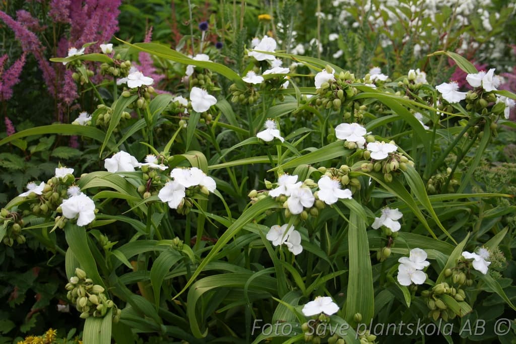 Tradescantia andersoniana  'Innocence'
