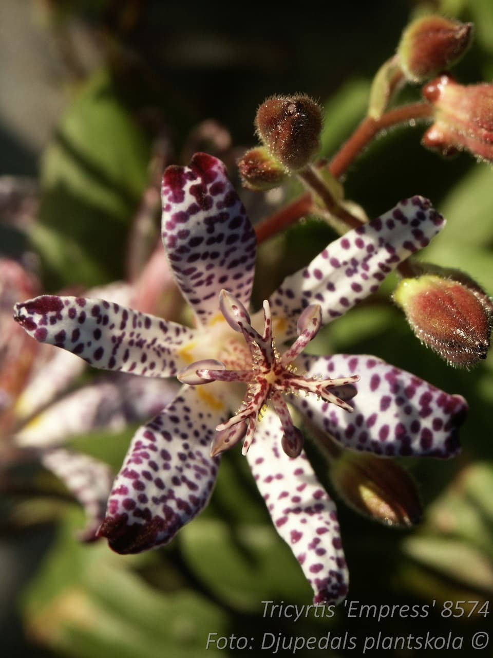 Tricyrtis 'Empress'