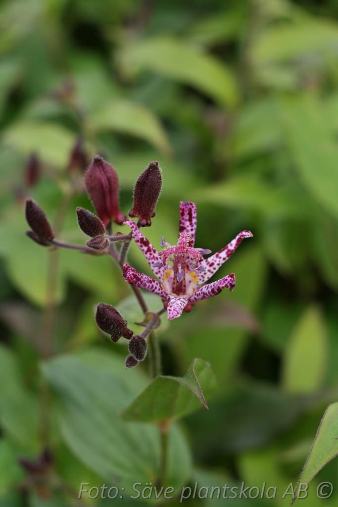 Tricyrtis formosana 'Dark Beauty'
