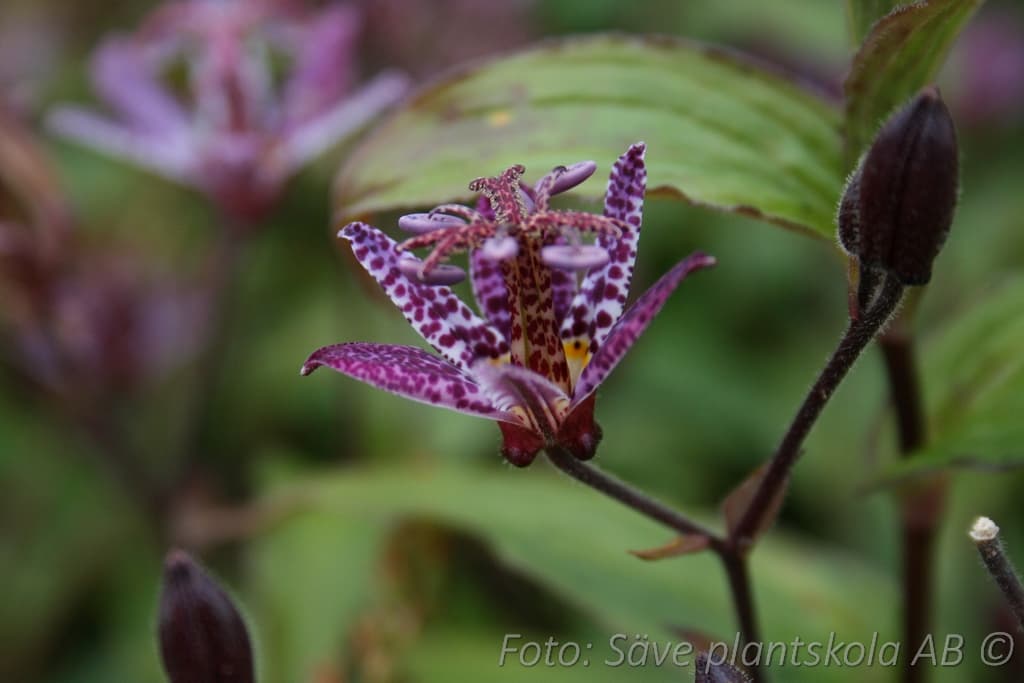 Tricyrtis 'Dark Form'