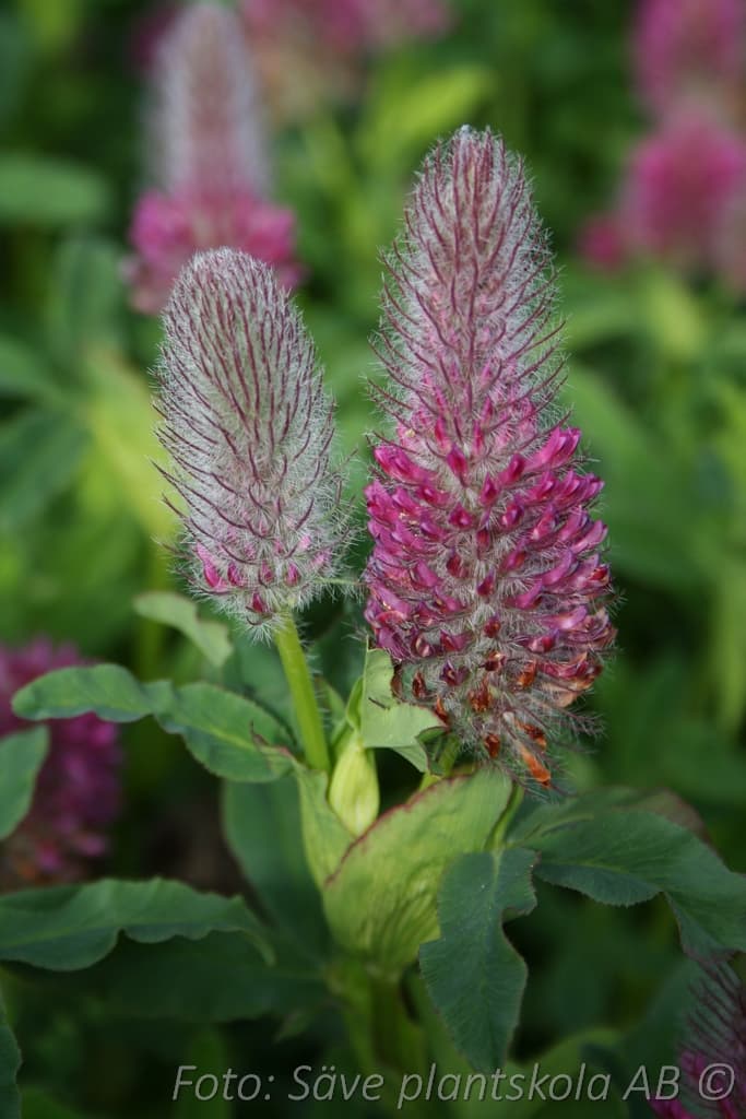Trifolium rubens