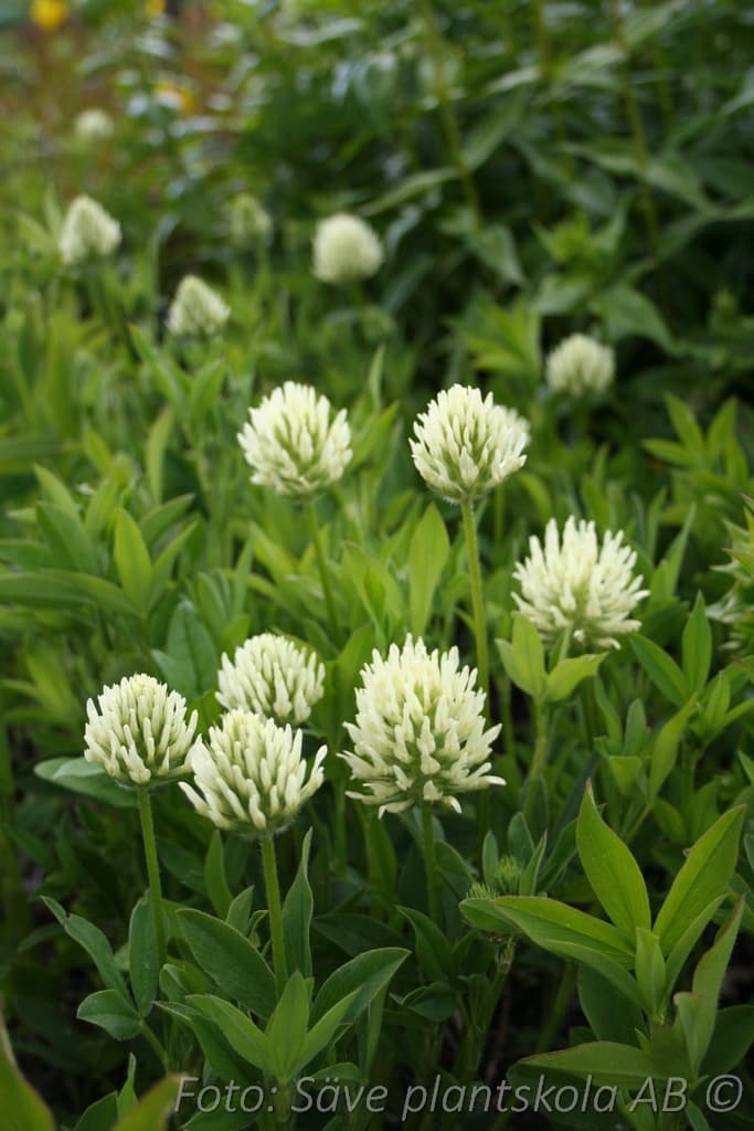 Trifolium ochroleucon