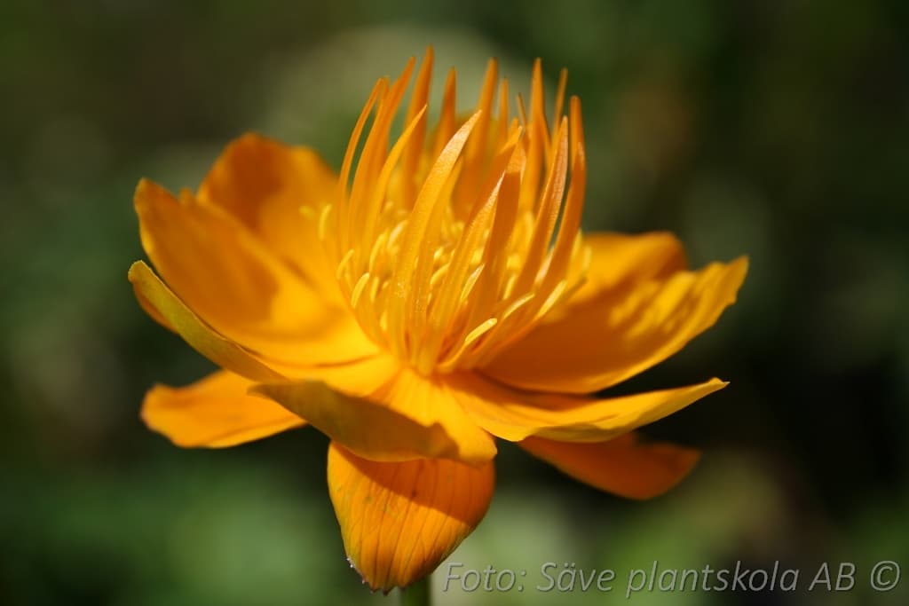 Trollius chinensis 'Golden Queen'
