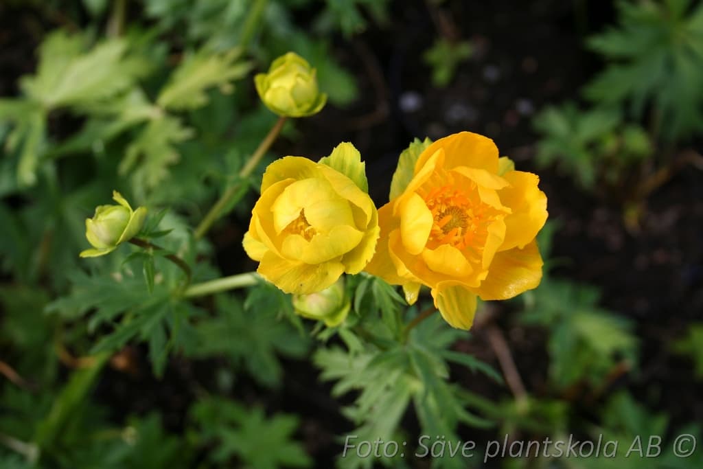 Trollius europaeus
