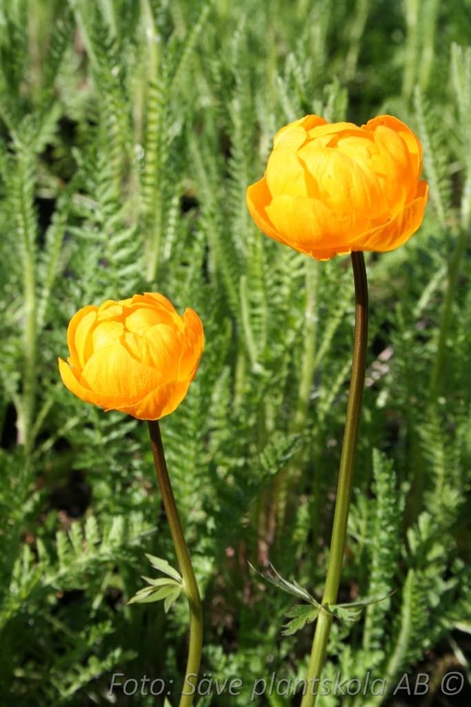 Trollius  'Earliest of All'