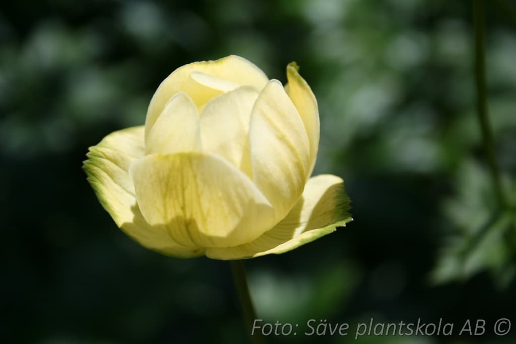 Trollius 'Cheddar'