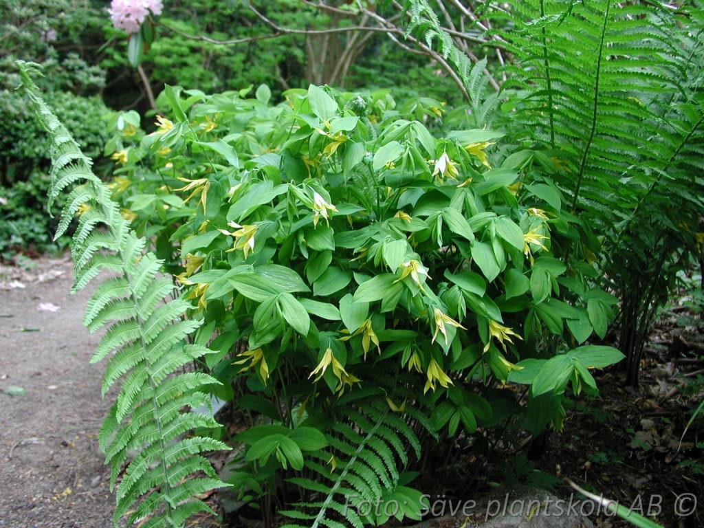 Uvularia grandiflora