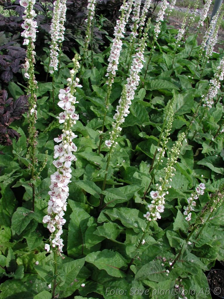 Verbascum chaixii 'Wedding Candles'