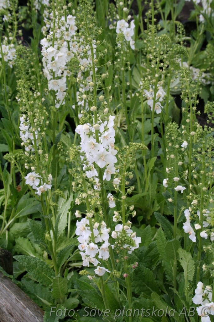 Verbascum phoeniceum  'Flush of White'