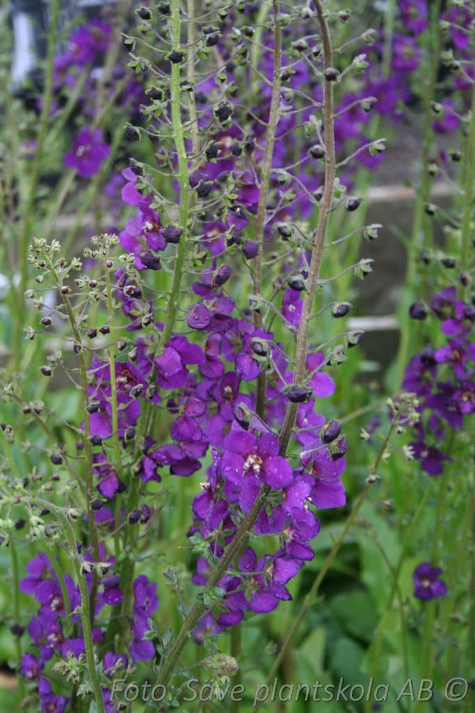 Verbascum phoeniceum 'Violetta'