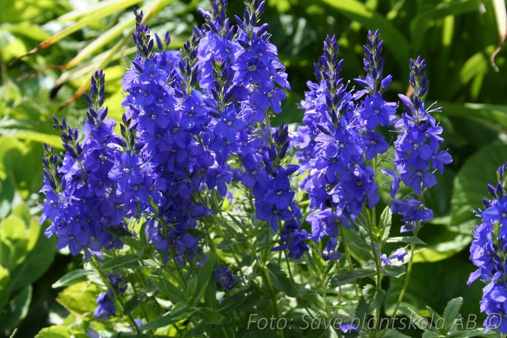 Veronica austriaca 'Knallblau'