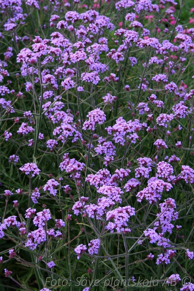 Verbena bonariensis