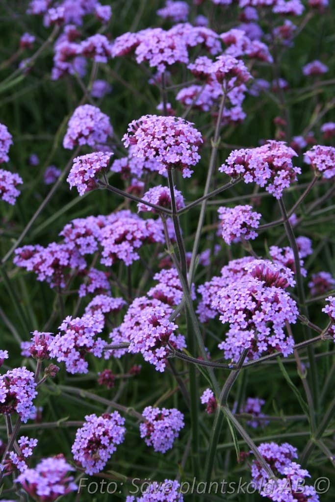 Verbena bonariensis 'Lollipop' (PBR)