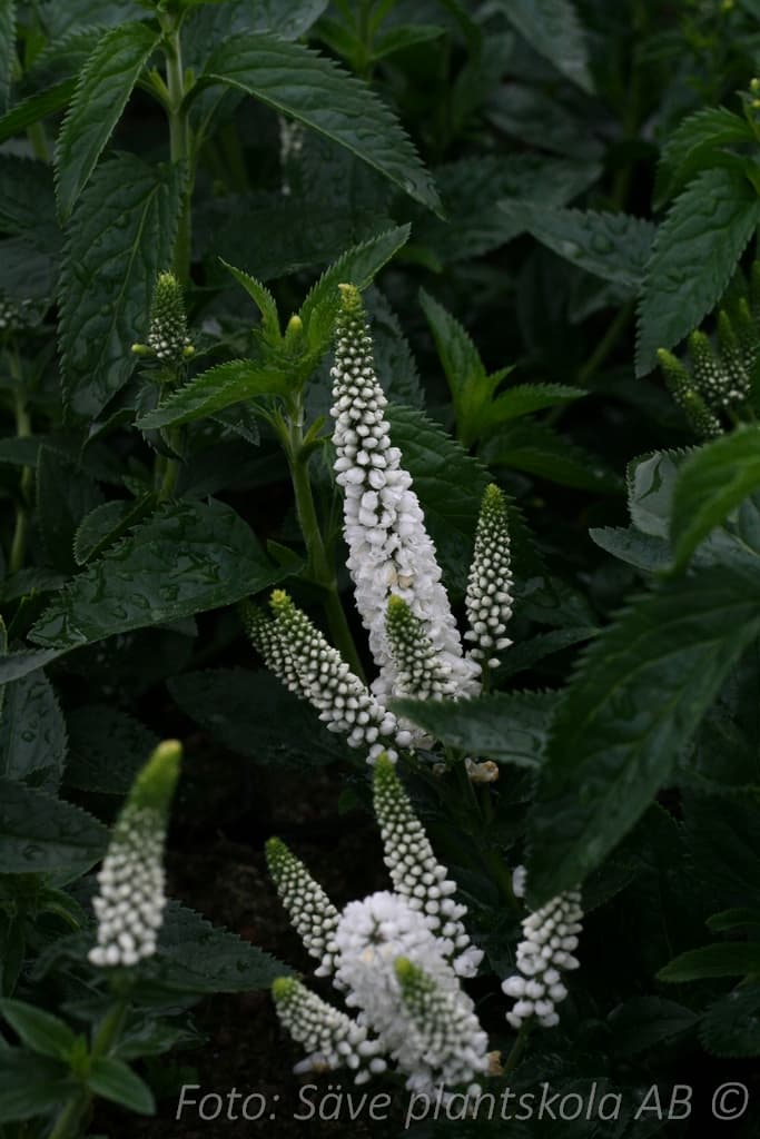 Veronica longifolia 'First Lady' (PBR)