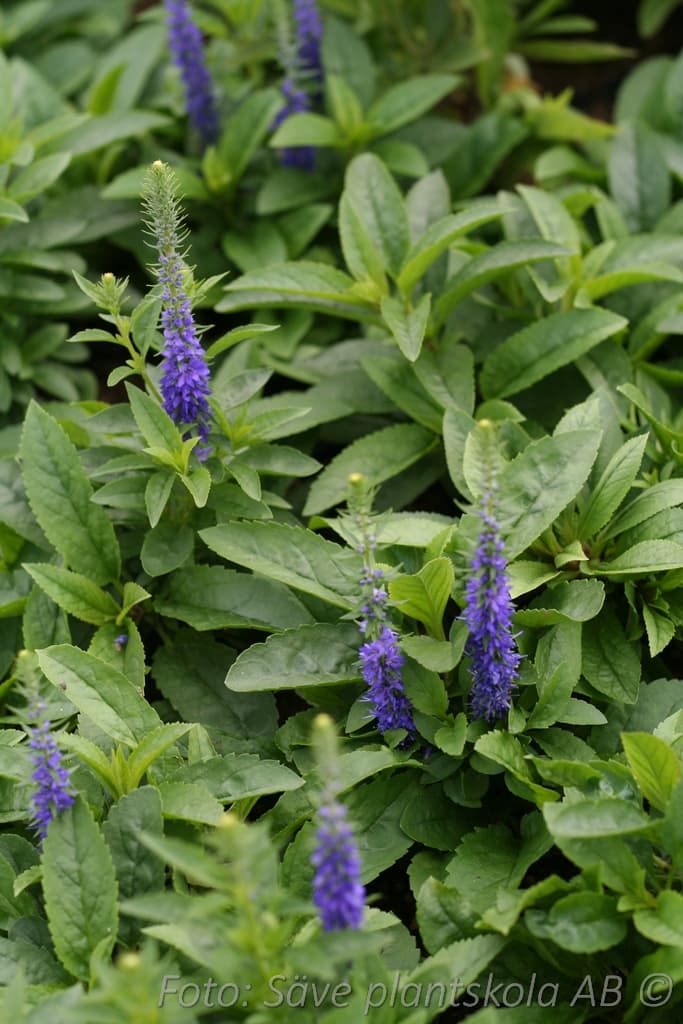 Veronica spicata 'Ulster Dwarf Blue'