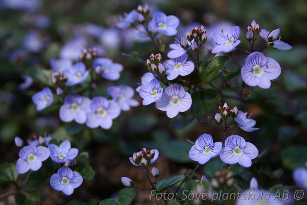 Veronica petraea 'Madame Mercier'