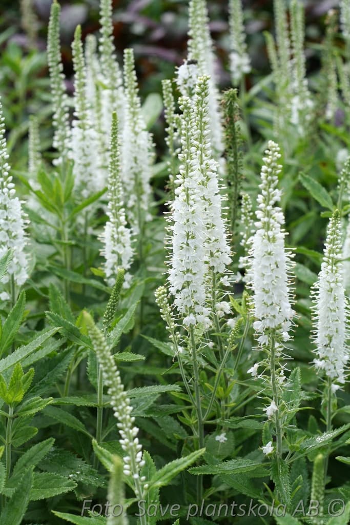 Veronica spicata 'Snow Pearl'