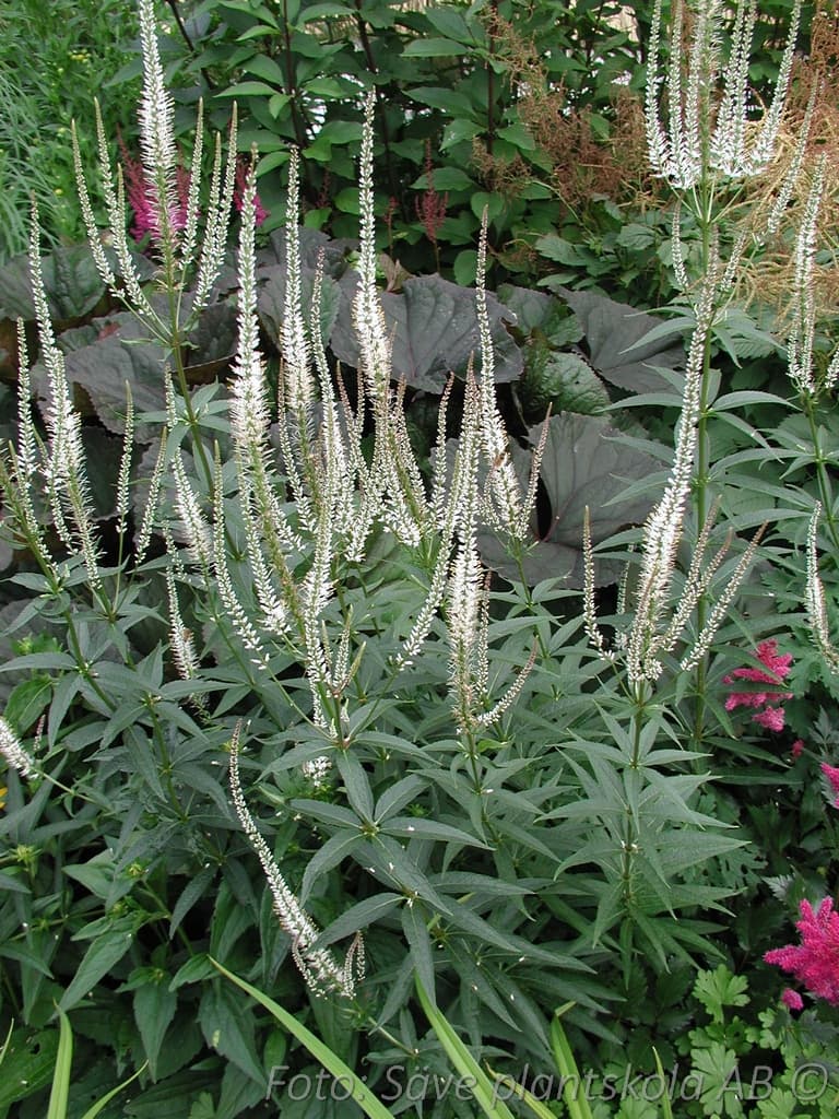 Veronicastrum virginicum  'Album'