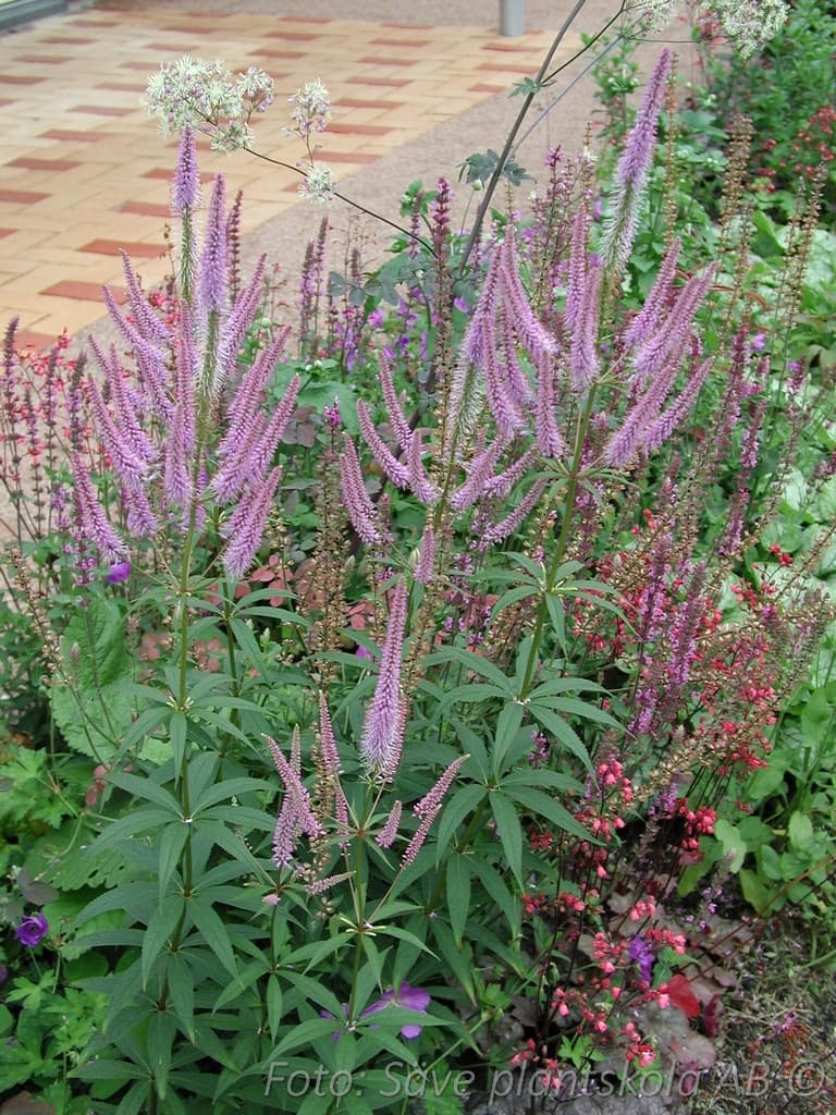 Veronicastrum virginicum  'Lavendelturm'