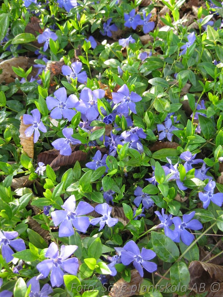 Vinca minor 'Marie'