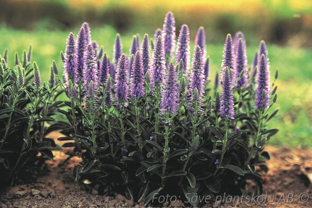 Veronica spicata 'Nana Blauteppich'