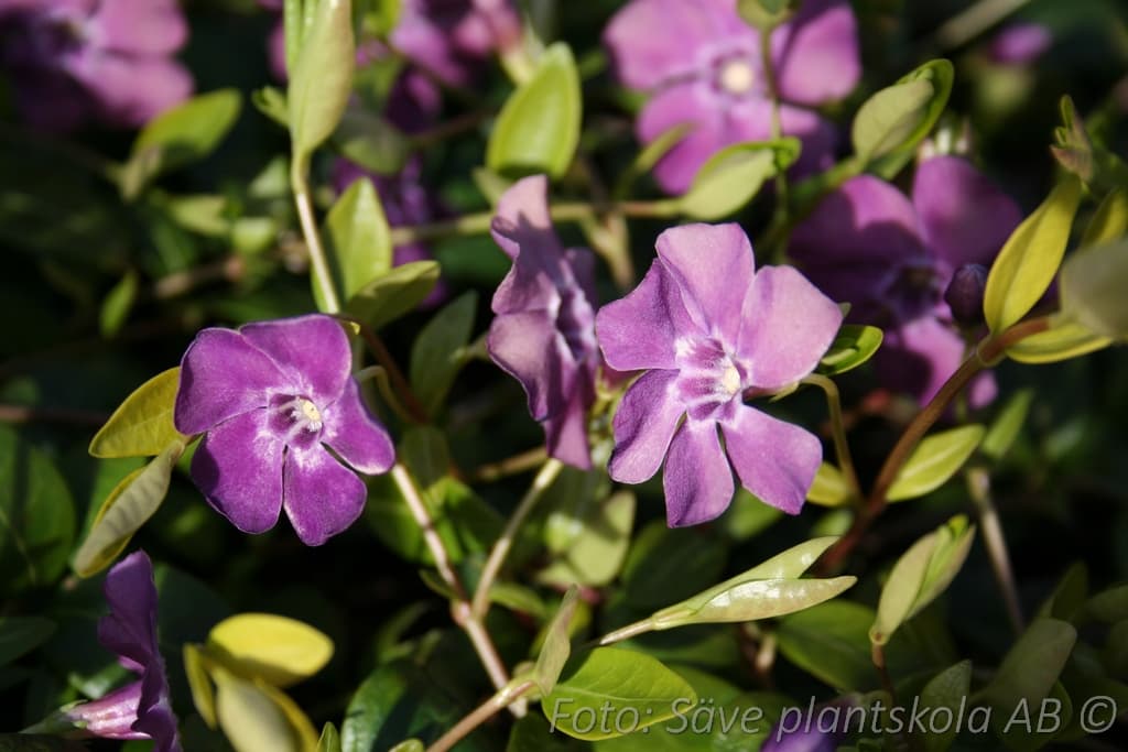 Vinca minor 'Atropurpurea'
