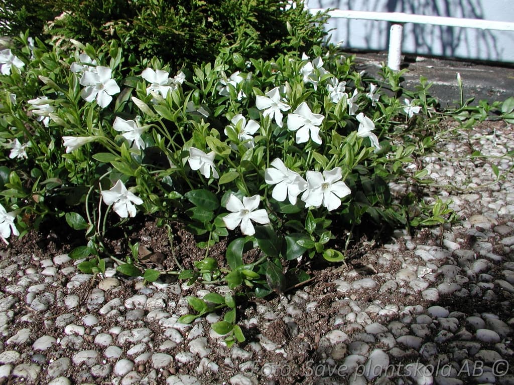 Vinca minor 'Gertrude Jekyll'