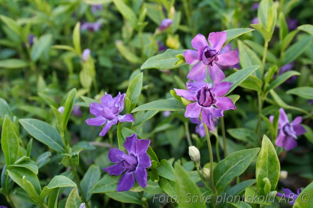 Vinca minor 'Multiplex'
