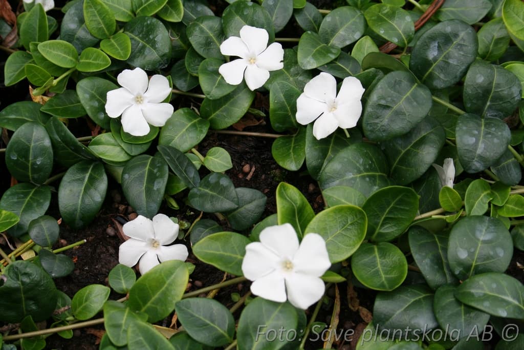 Vinca minor 'Alba'